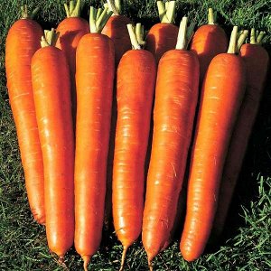 Морковь Сладкий хруст (АМ)