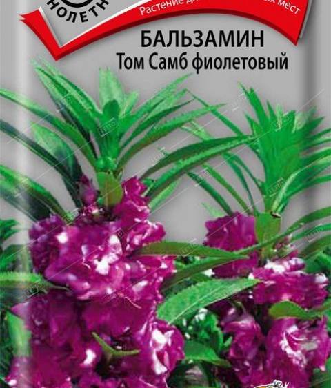Бальзамин Том Самб фиолетовый (одн) (П)