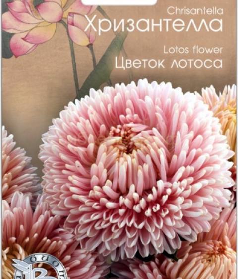Астра китайская Хризантелла Цветок лотоса   (Петербург)