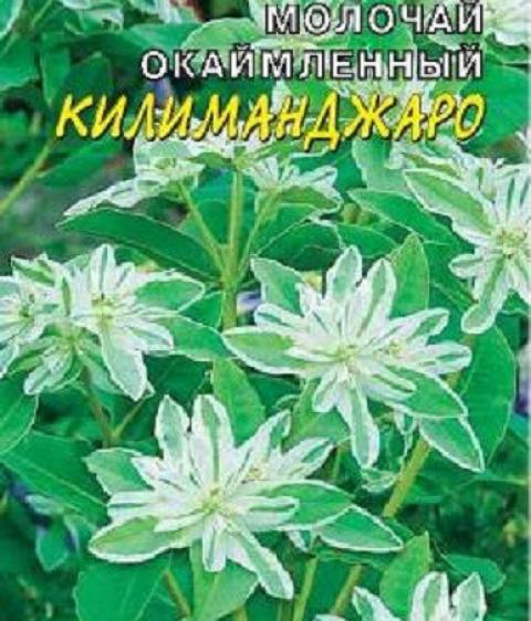 Молочай Килиманджаро  окаймленный  ( Цветущий Сад )