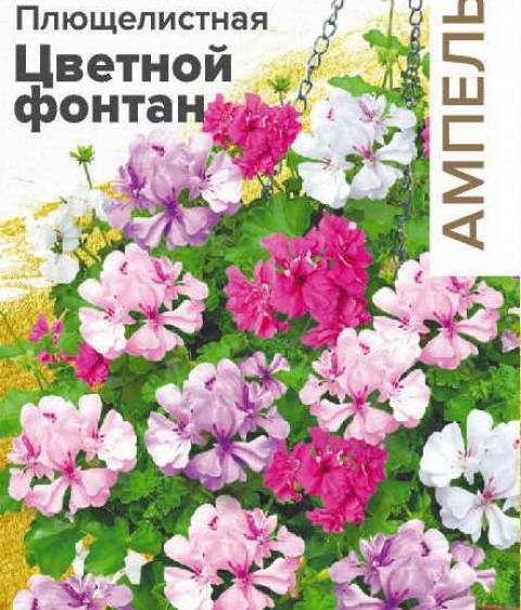Пеларгония Цветной фонтан  F1 плющелистная  (Алтай)