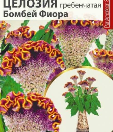 Целозия Бомбей Фиора гребенчатая (Алтай)