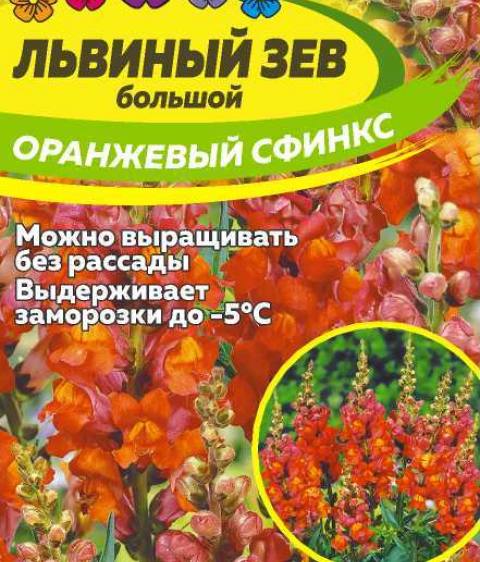 Львиный зев Оранжевый  Сфинкс   (Алтай)